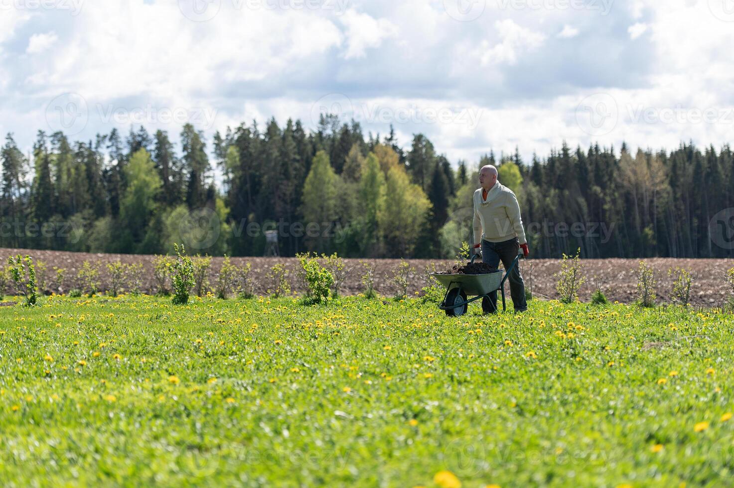 Middle -aged male farmer pushing wheelbarrow in the field photo