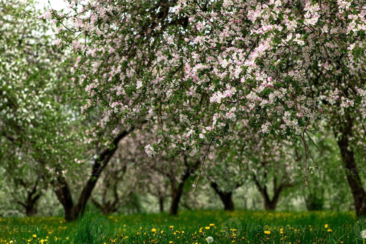 Blooming apple trees. White flowers on apple trees in garden. Spring garden with blooming plants photo
