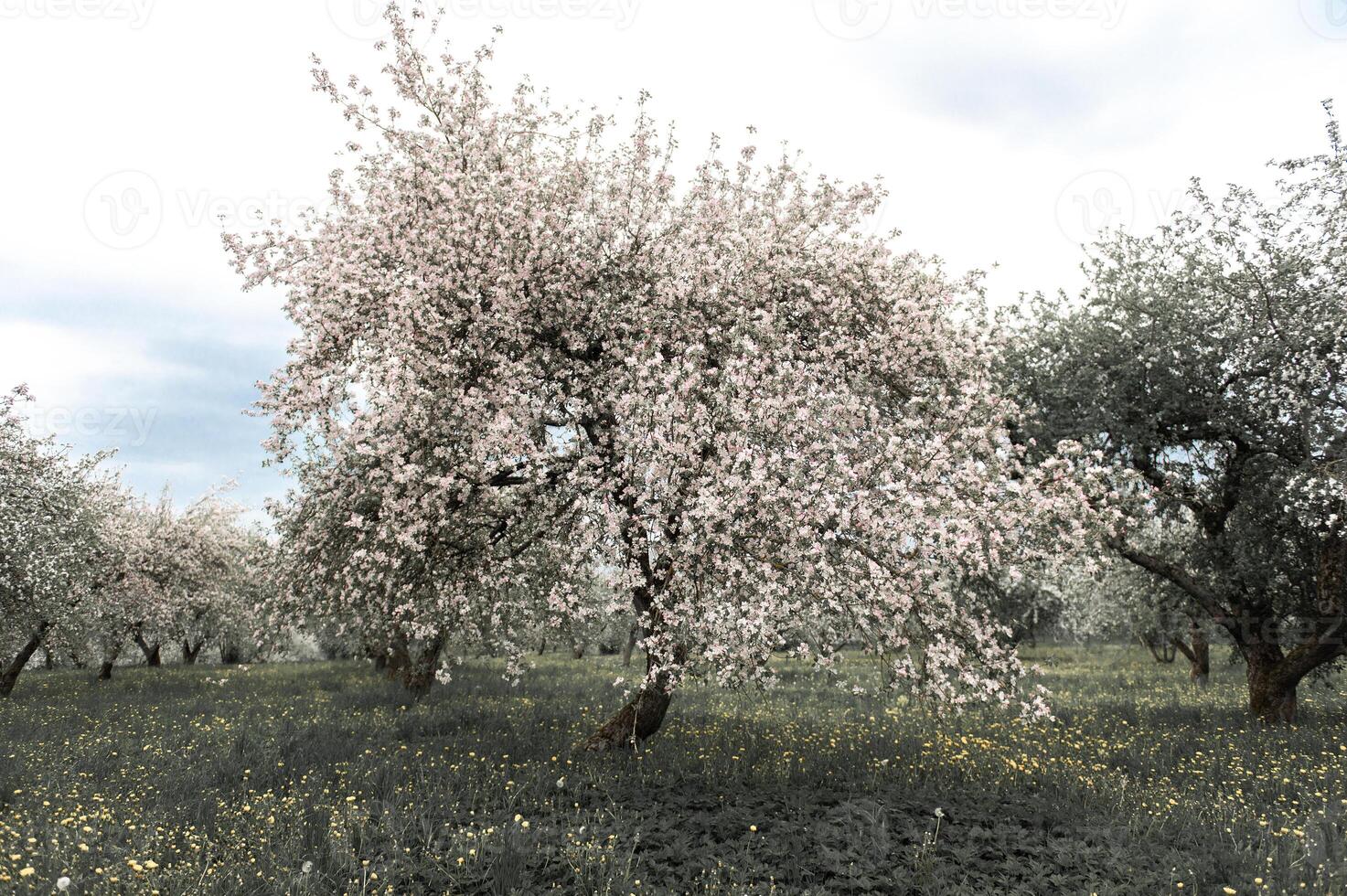 Blooming apple trees. White flowers on apple trees in garden. Spring garden with blooming plants photo