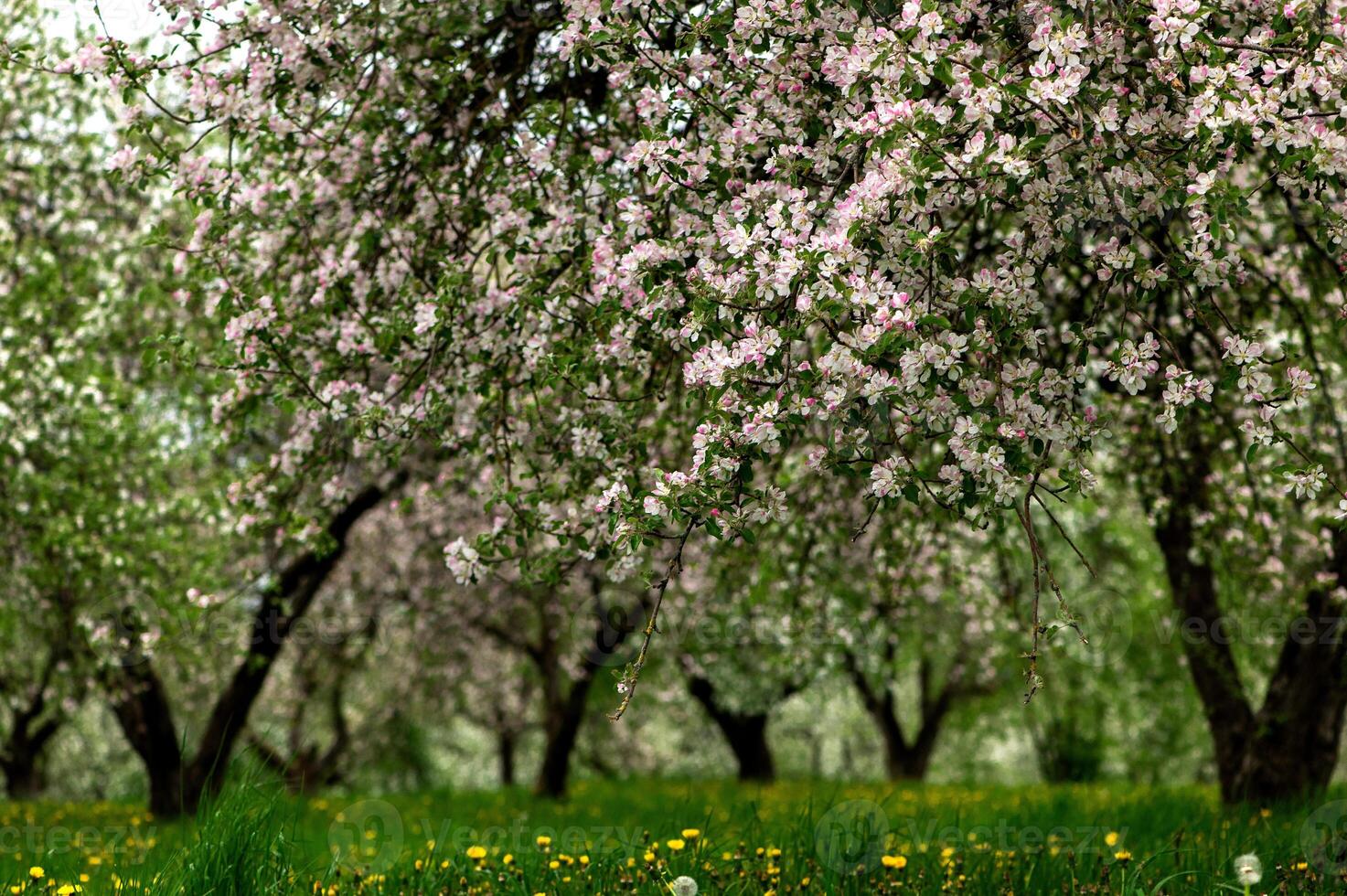 Blooming apple trees. White flowers on apple trees in garden. Spring garden with blooming plants photo