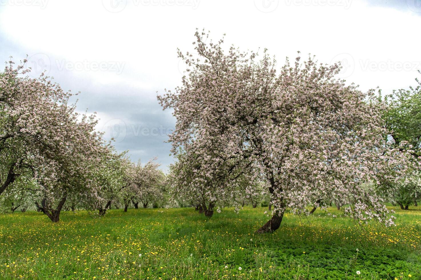 Blooming apple trees. White flowers on apple trees in garden. Spring garden with blooming plants photo