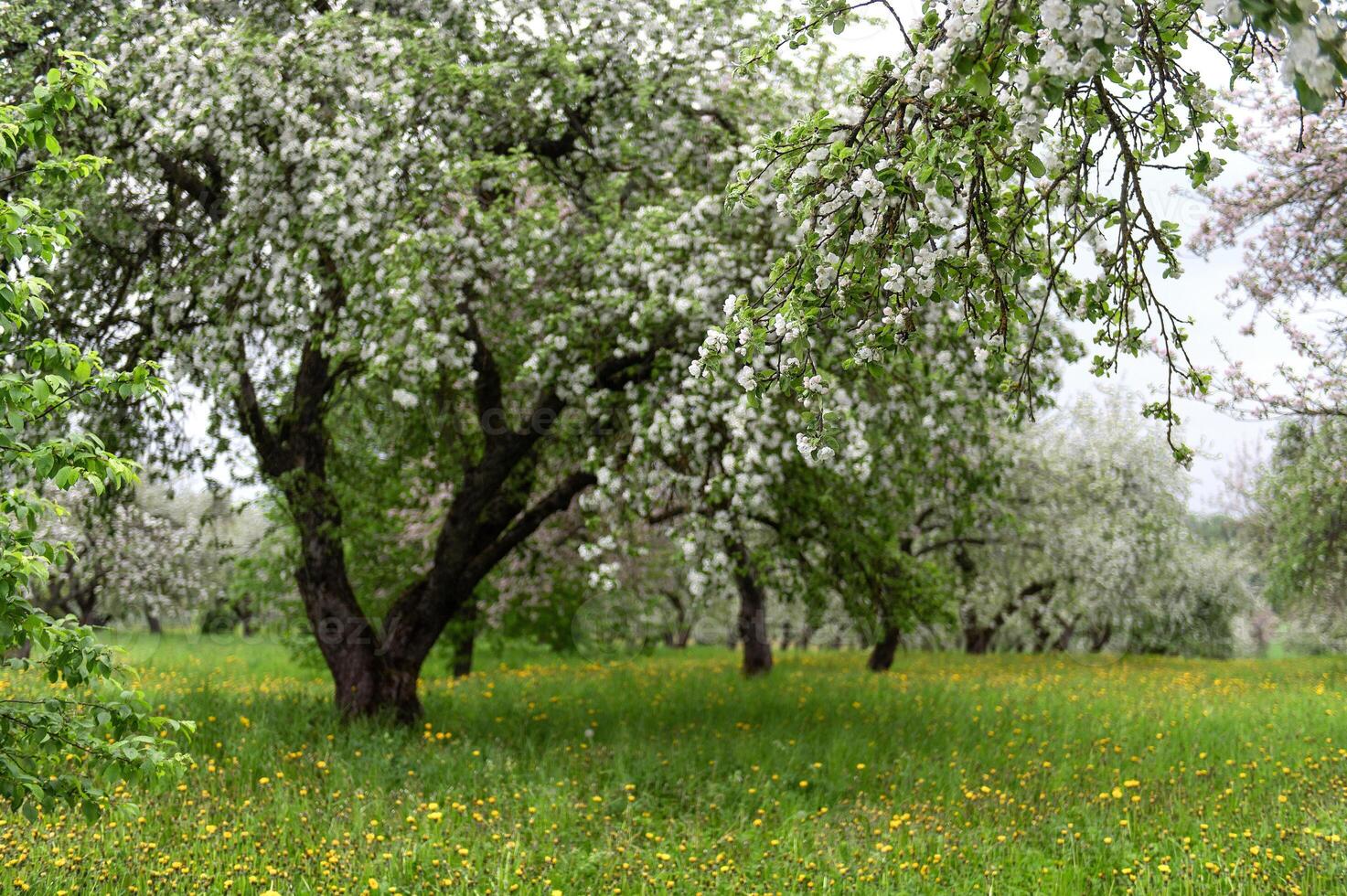 Blooming apple trees. White flowers on apple trees in garden. Spring garden with blooming plants photo