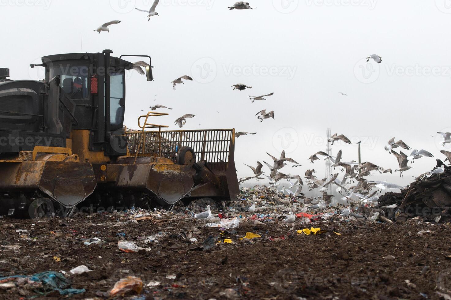 Machinery working on waste in landfill, refuse collection with bulldozer, a lots of birds photo