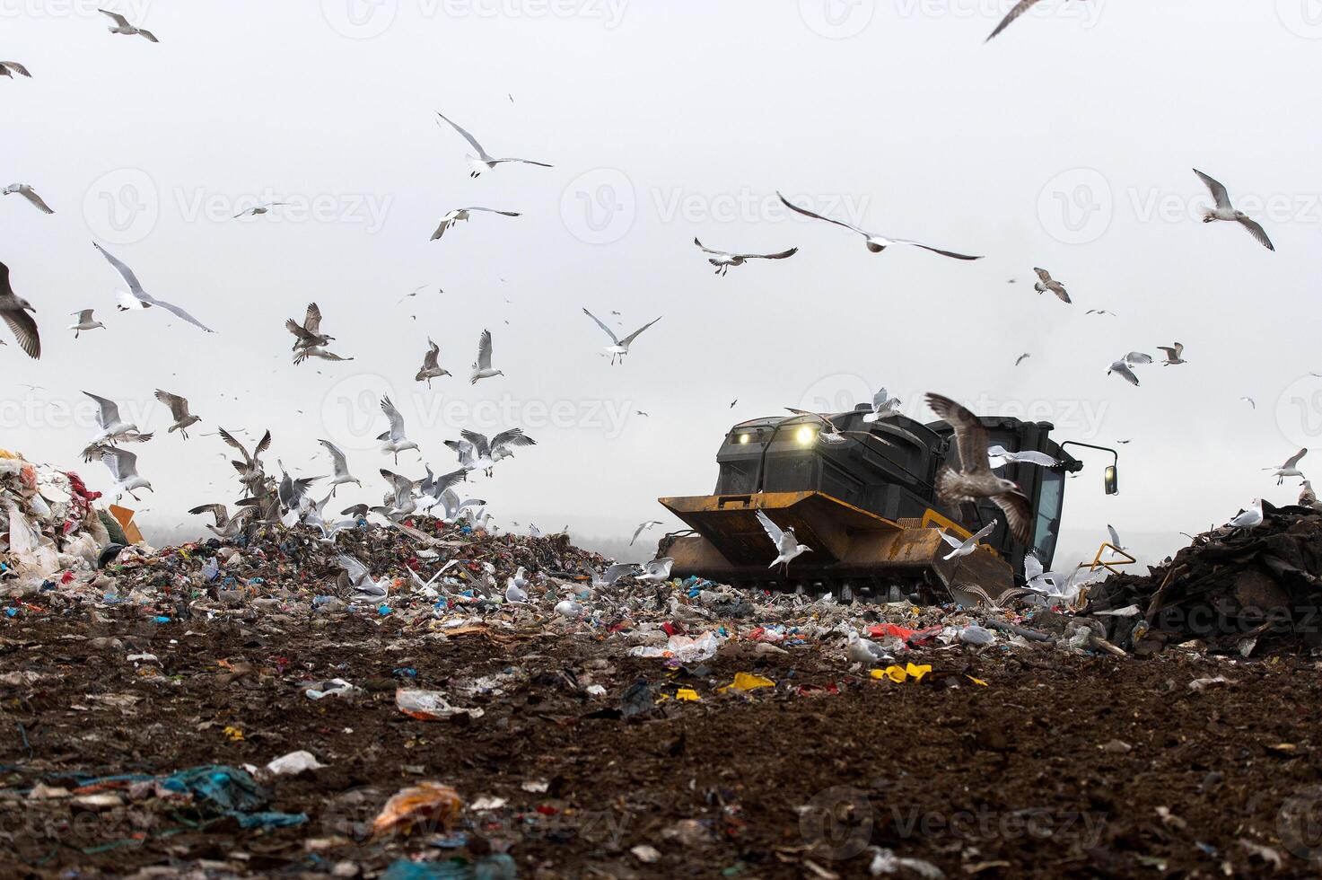 Machinery working on waste in landfill, refuse collection with bulldozer, a lots of birds photo