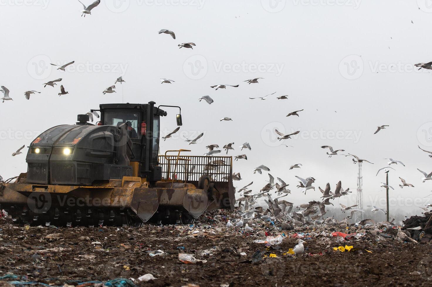 Machinery working on waste in landfill, refuse collection with bulldozer, a lots of birds photo