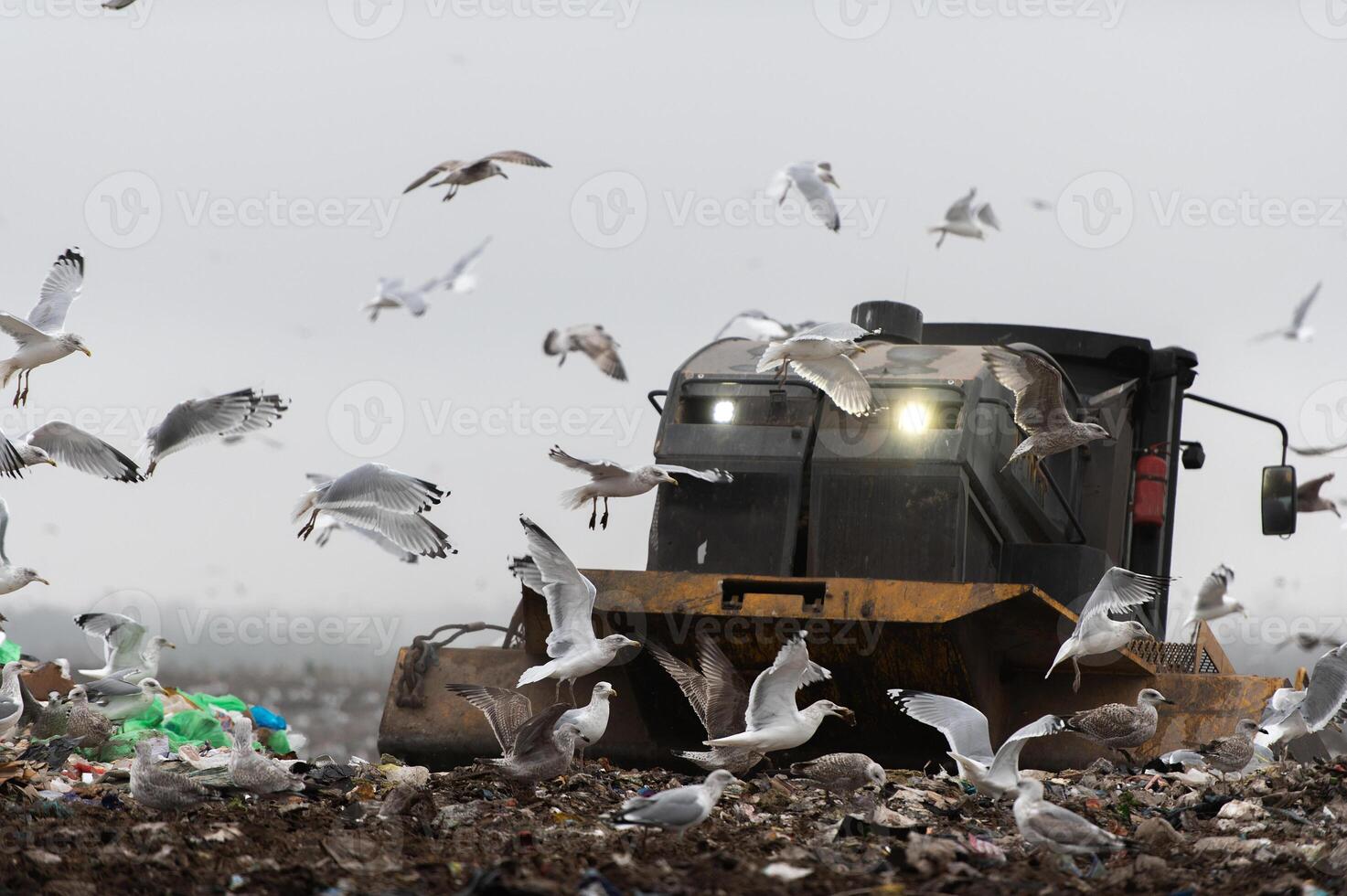 Machinery working on waste in landfill, refuse collection with bulldozer, a lots of birds photo