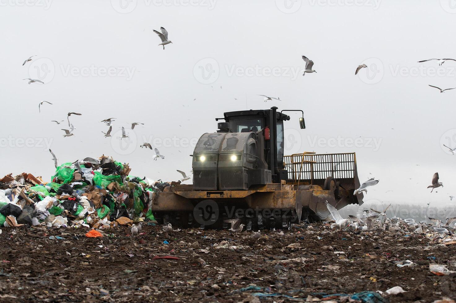 Machinery working on waste in landfill, refuse collection with bulldozer, a lots of birds photo