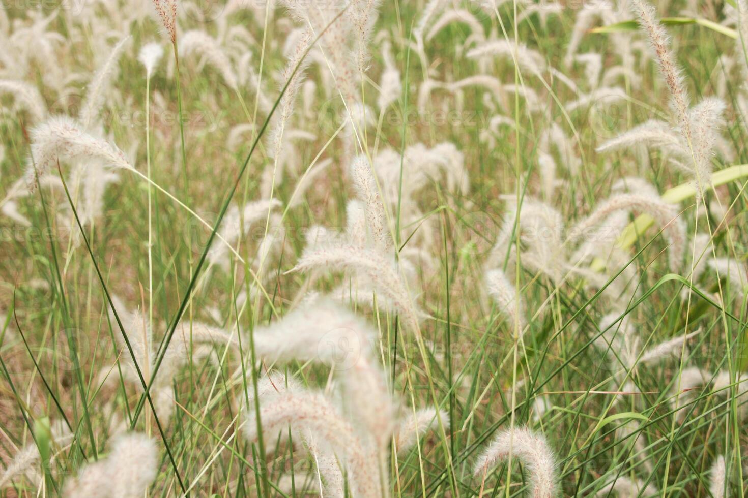 Wildflower grass fluffy white flower Grassland field with wind and daytime summer spring photo