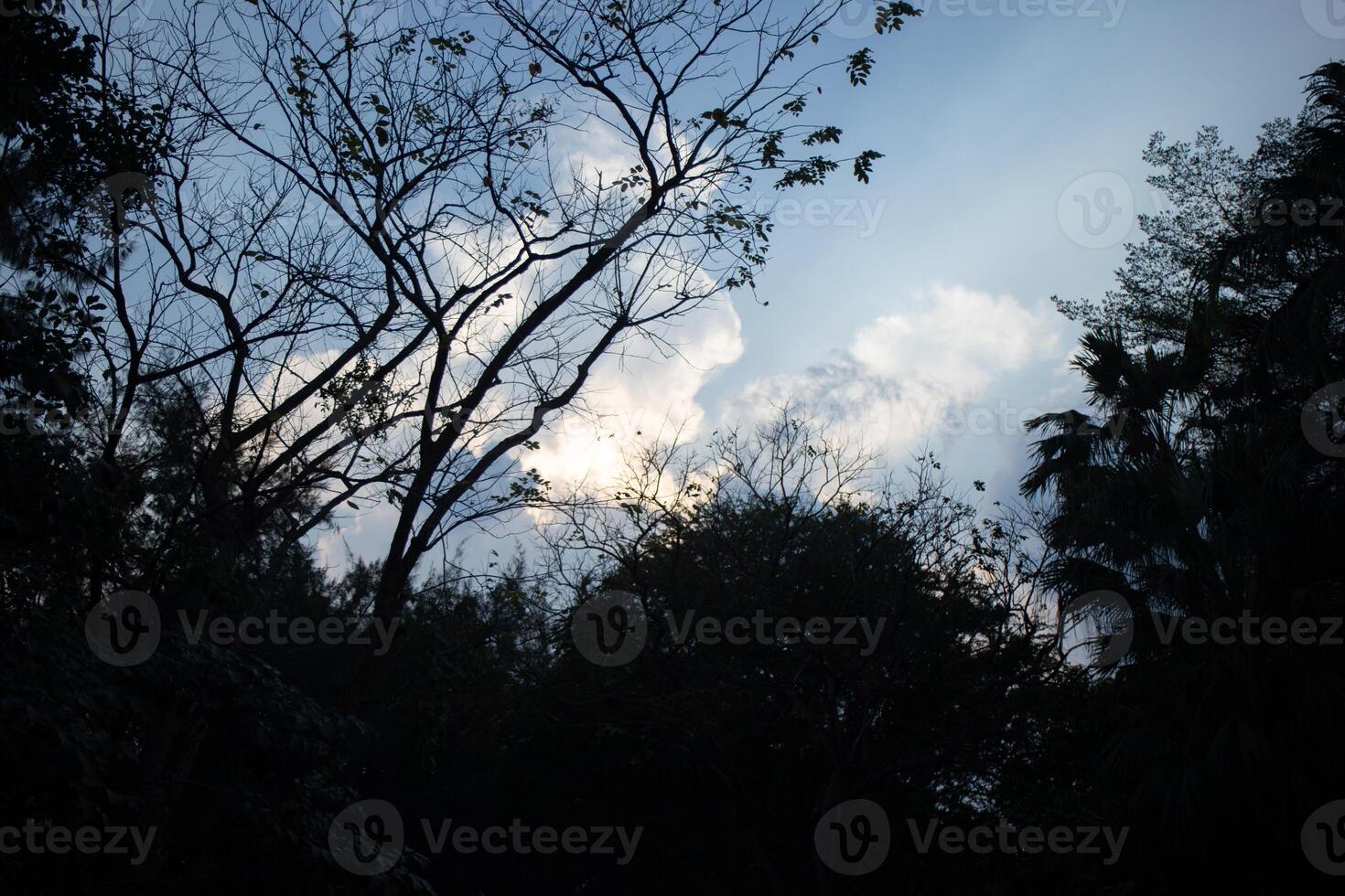 heaven cloudy dark clouds sky in sunset twilight evening dusk time with sunlight ray from between clouds with tree silhouette background photo