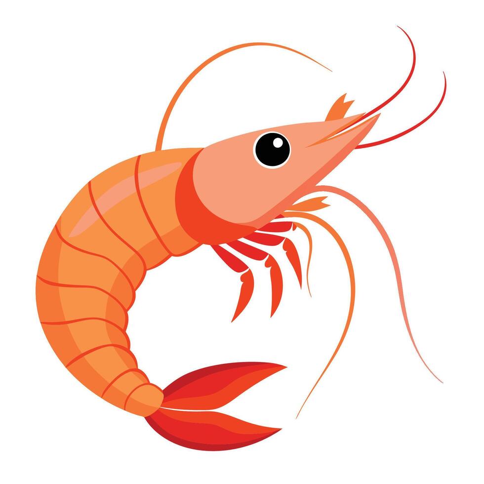 a shrimp illustration vector