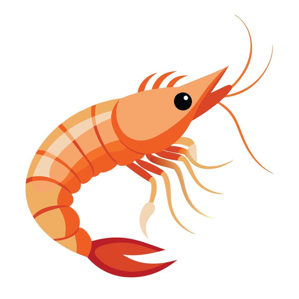 illustration of a shrimp isolated on white vector