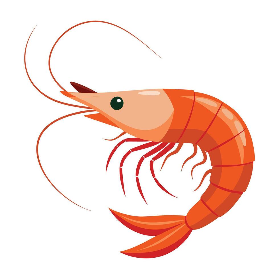illustration of a shrimp isolated on white vector