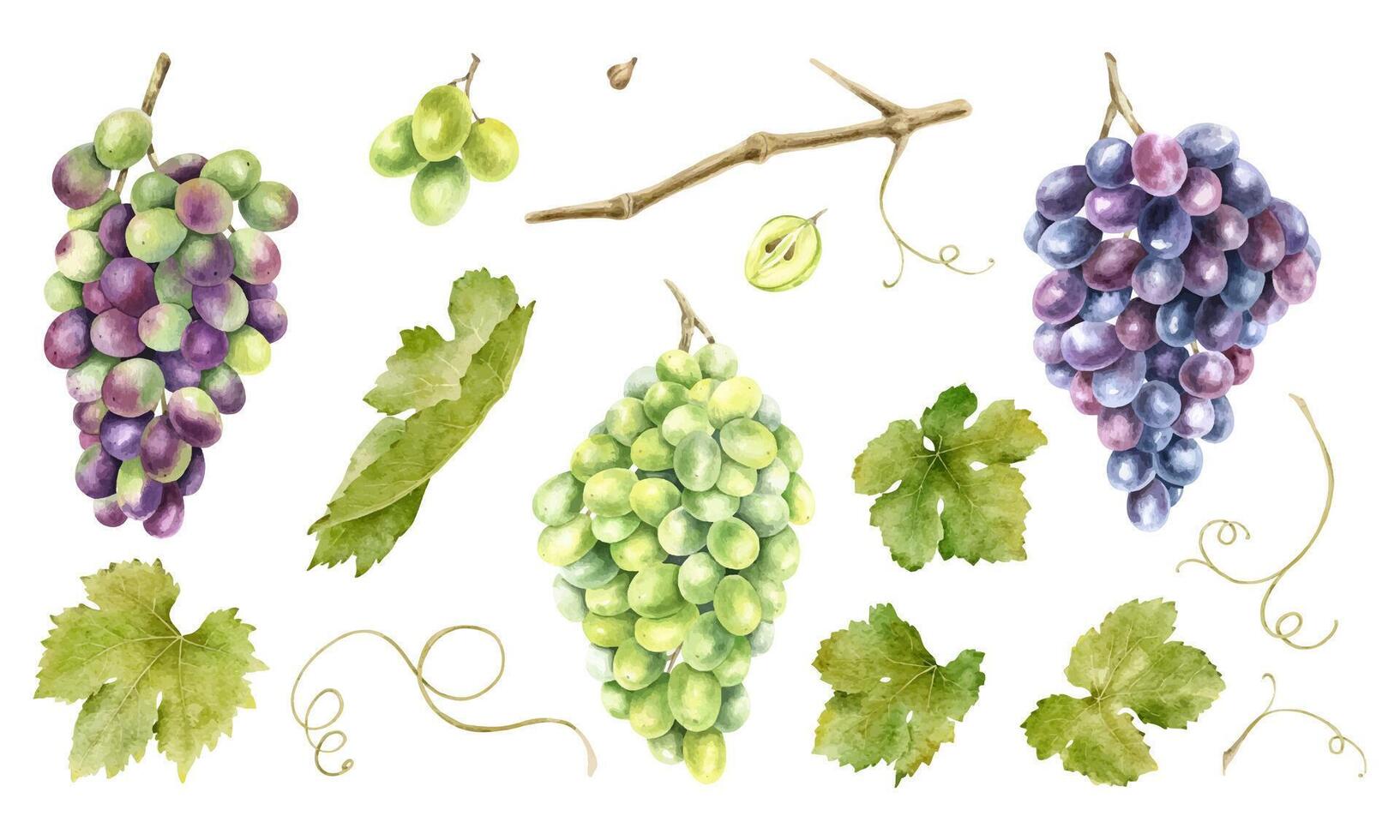 Set of bunch grapes with leaves. Grapevine. Isolated watercolor illustrations. For the design of labels of wine, grape juice and cosmetics, wedding cards, stationery, greetings cards vector