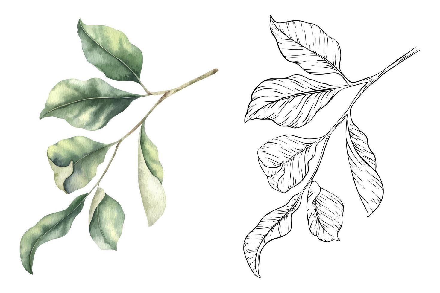 Set of Branches with leaves. Watercolor and sketch outline hand drawn isolated illustrations. Cliparts botanical elements. Design for menu, package, cosmetic, textile, cards vector
