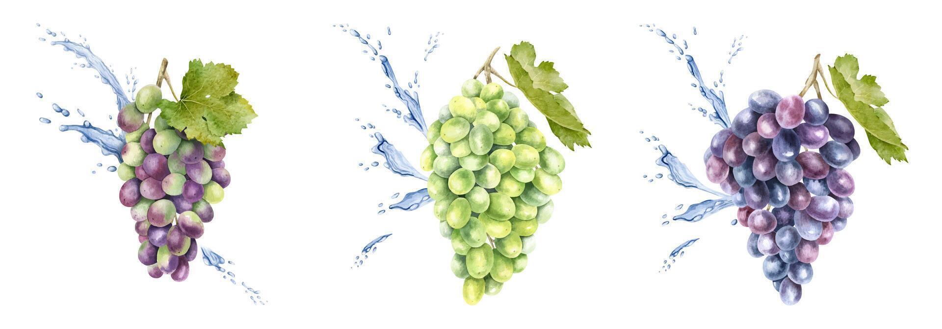 Set of bunch of red grapes, leaf and splashes water, drops. Grapevine. Isolated watercolor illustration For the design of labels of wine, grape juice and cosmetics, cards vector