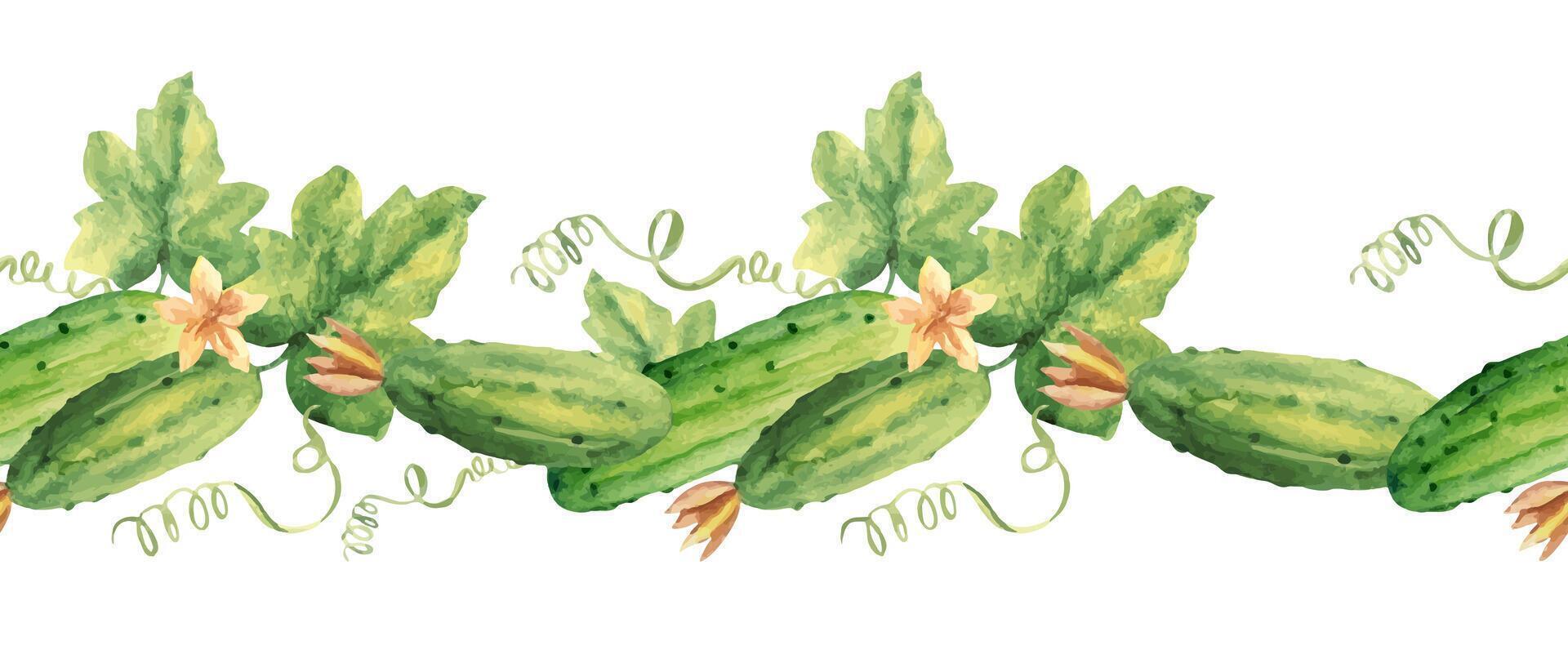 Cucumber horizontal Watercolor Seamless Border Pattern. Hand drawn botanical illustration. Can be used for fabric, kitchen textile or product packaging print. vector