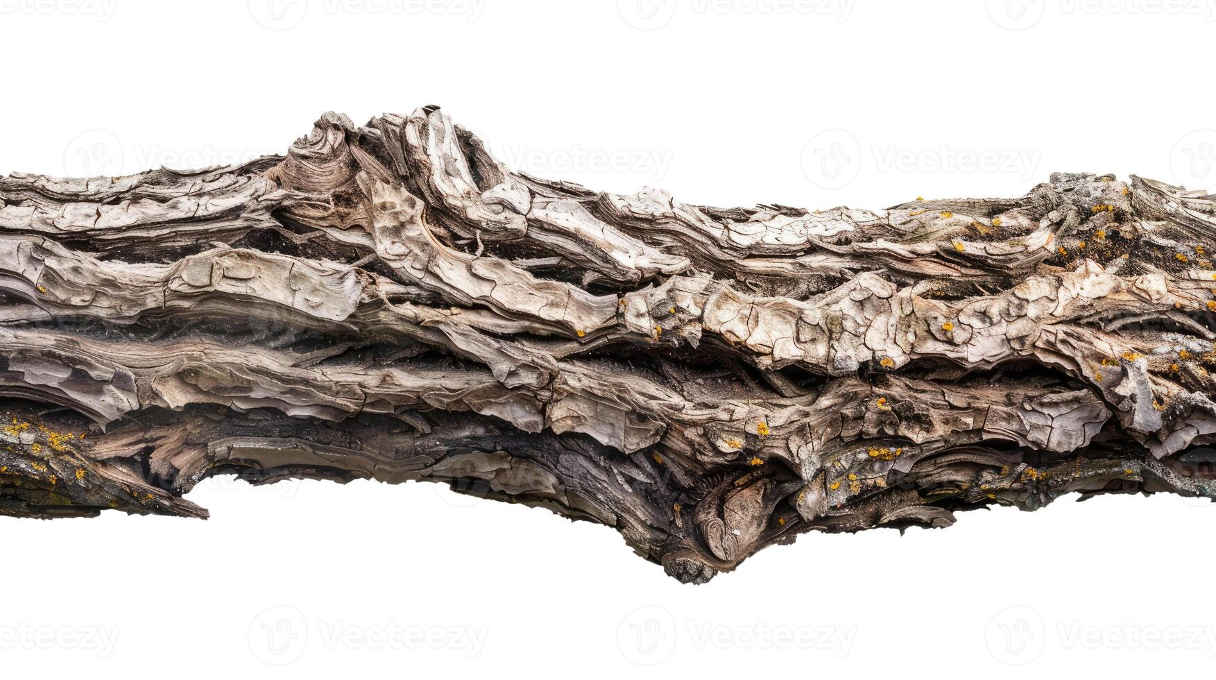Trunk, Isolated on White photo