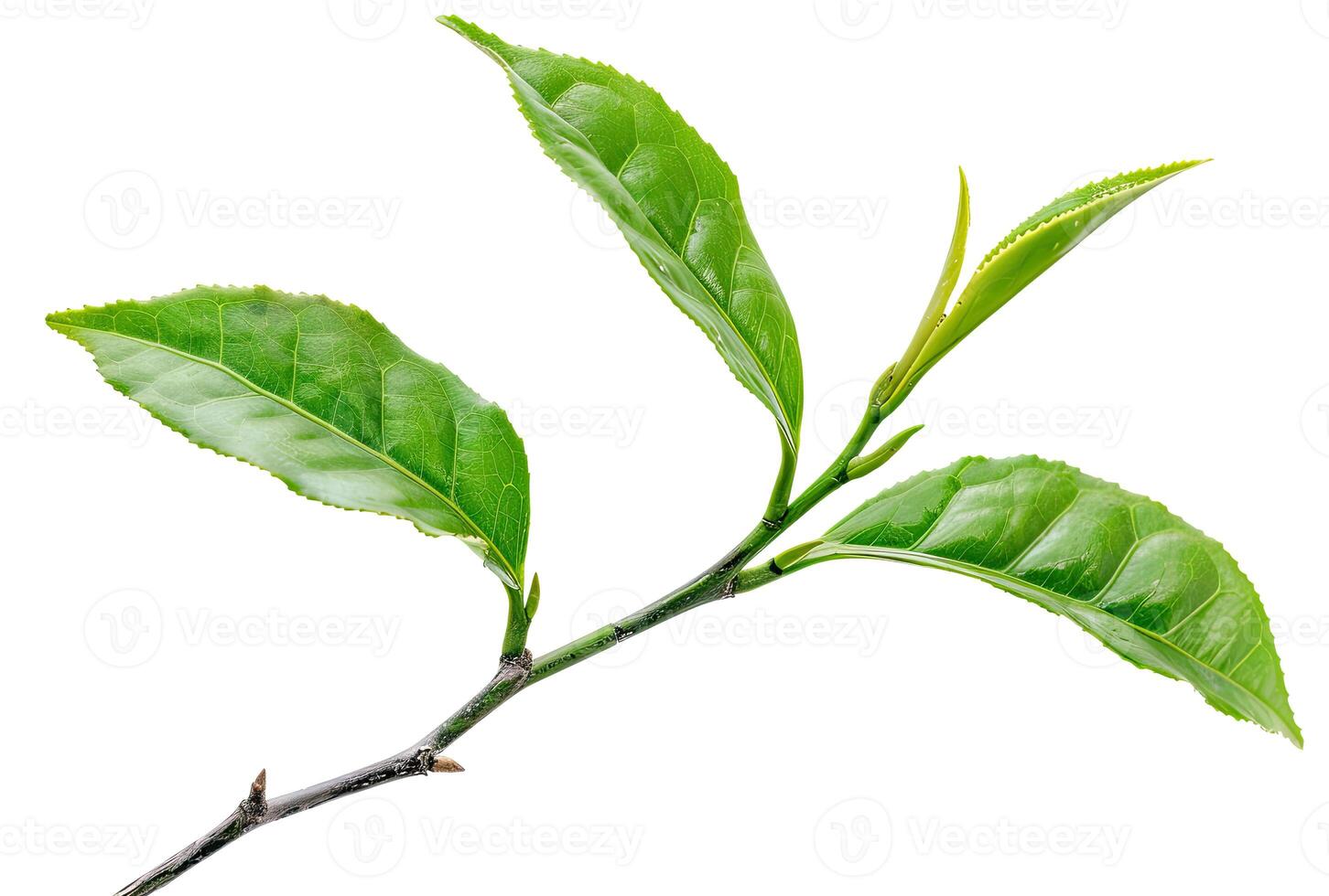 Branch with Tea Leaves photo
