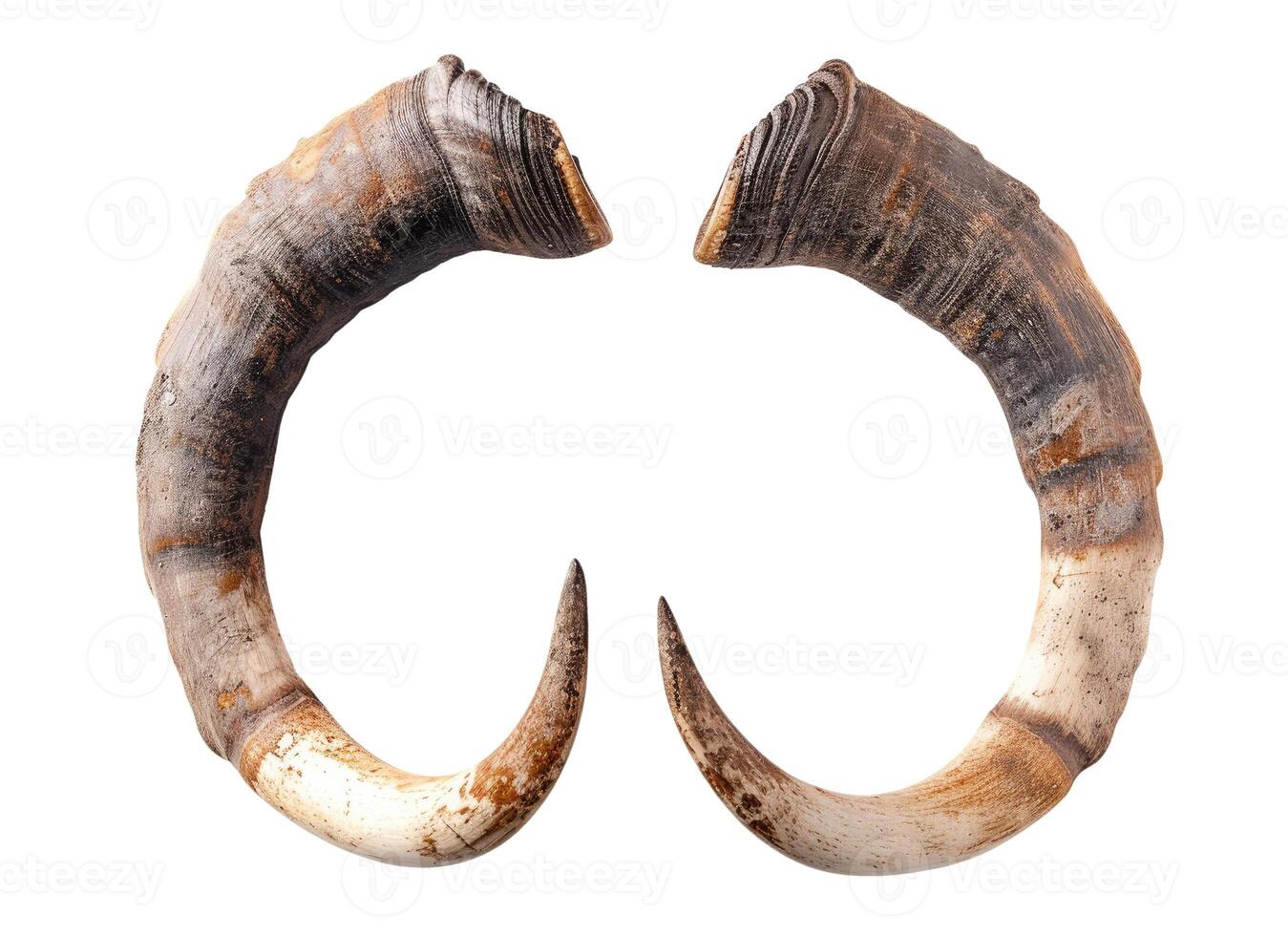 Horns, Isolated on White photo
