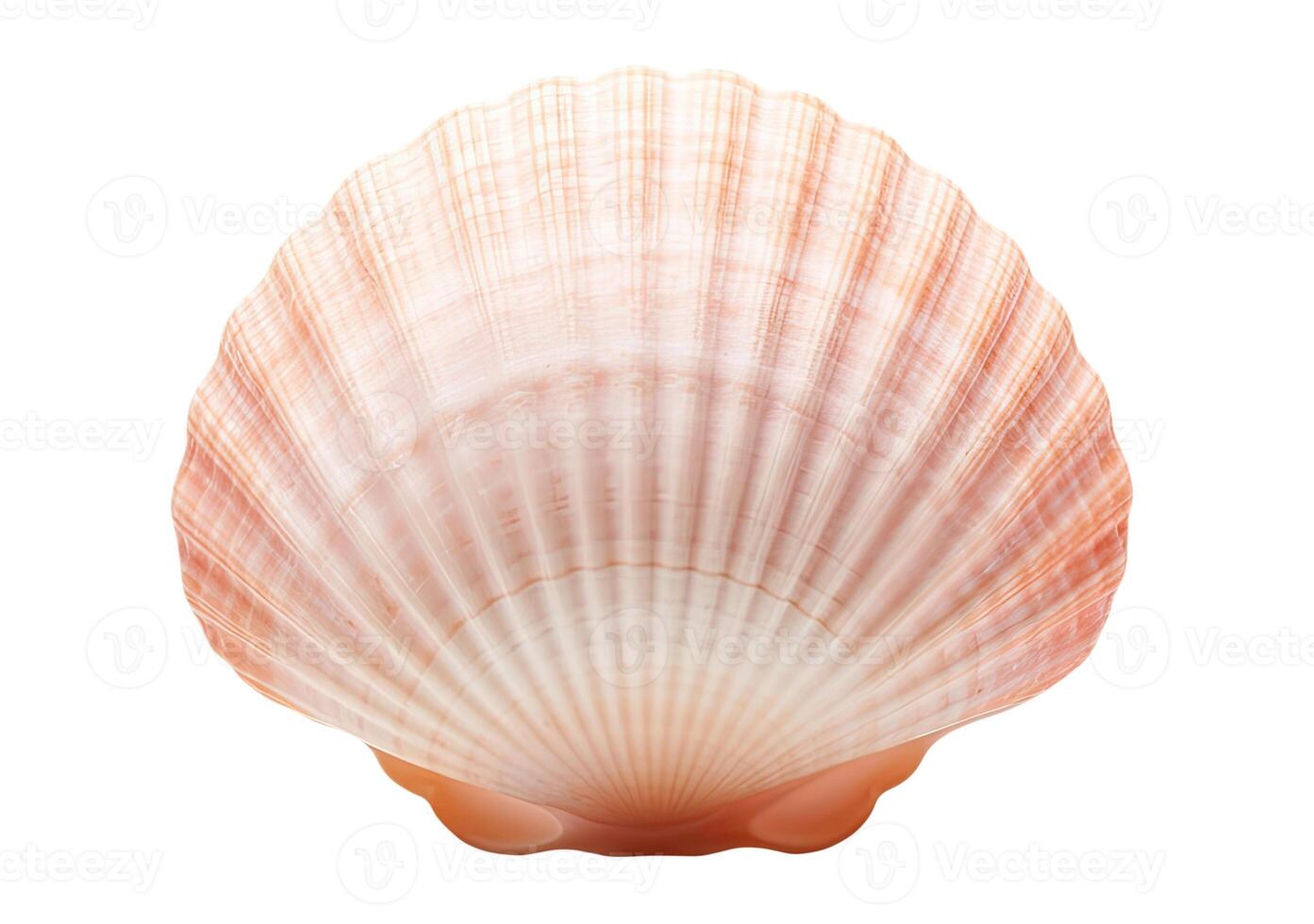 Seashell, Isolated on White photo