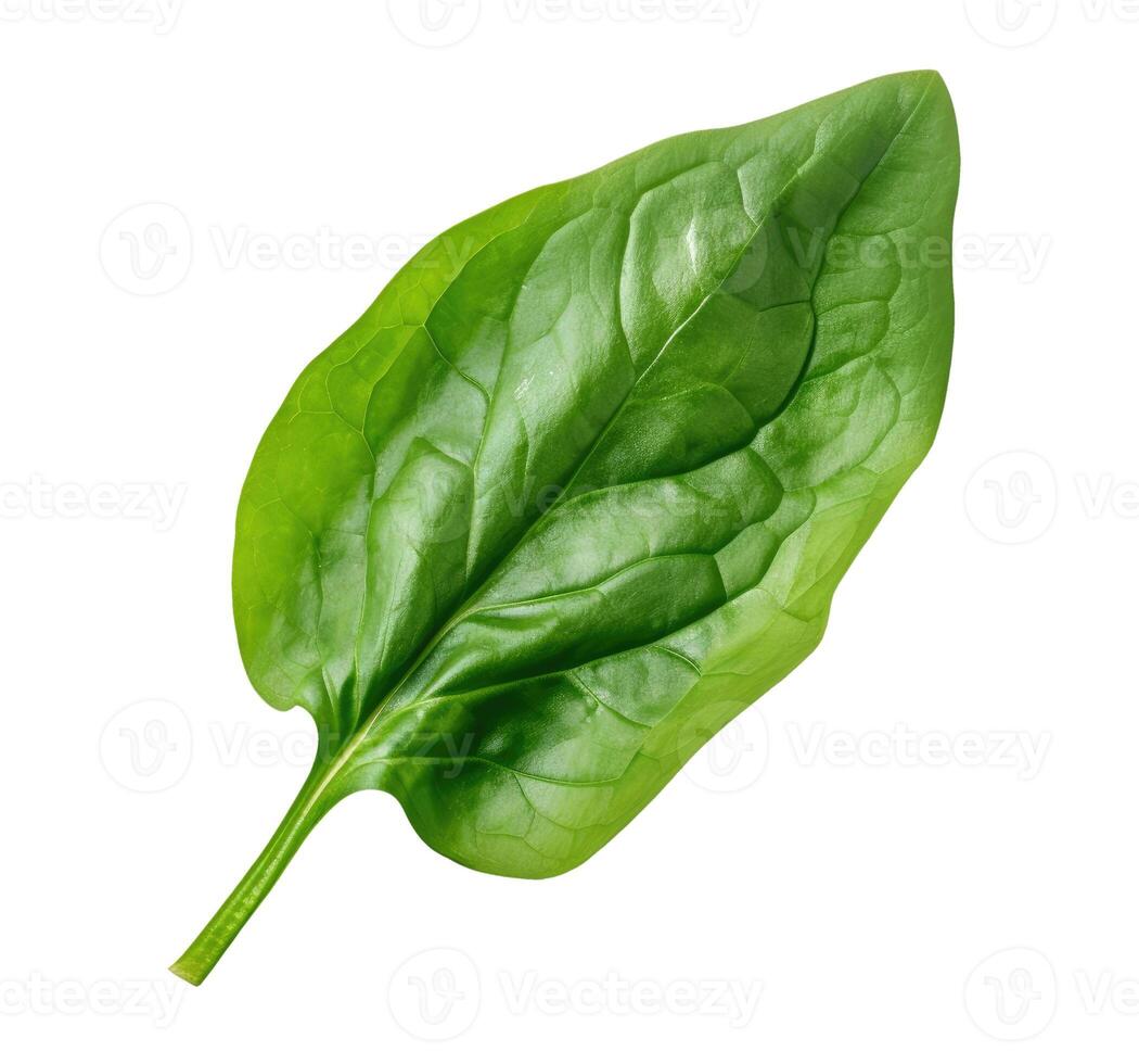 Spinach Leaf, Isolated on White photo