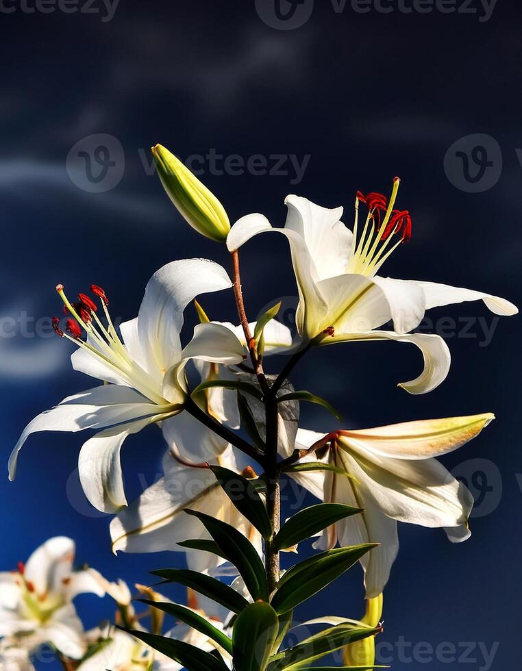 white lily flowers banner. White lily flower. view shows petals, stamens, leaves and buds on a twig on a clear, blue sky day. isolated on bright blue sky photo