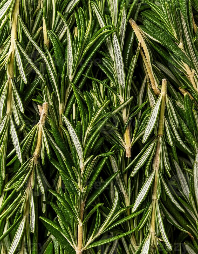 photo of rosemary from above. pattern texture background.
