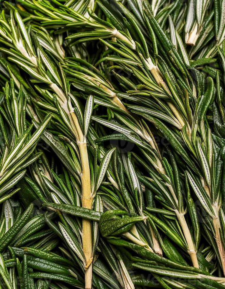 photo of rosemary from above. pattern texture background.