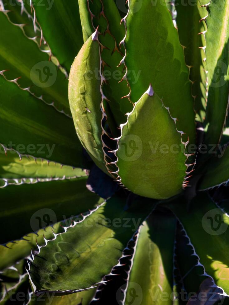 Succulent plant close-up, thorn and detail on leaves of Agave plant photo