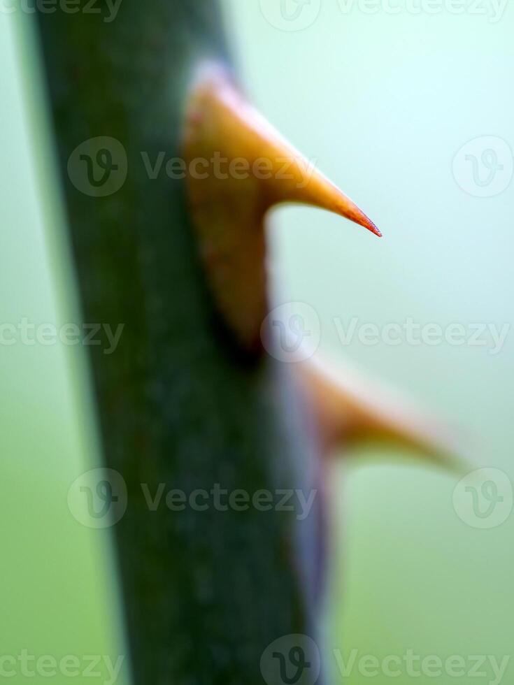 Sharp thorns on the branches of the rose tree photo