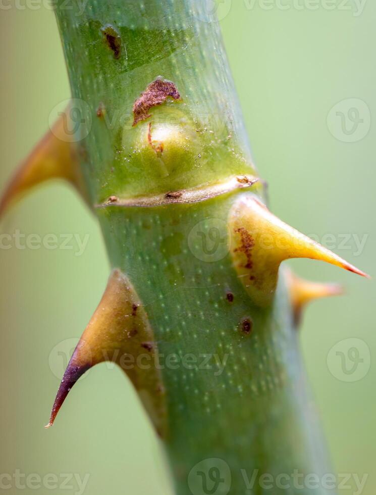 Sharp thorns on the branches of the rose tree photo