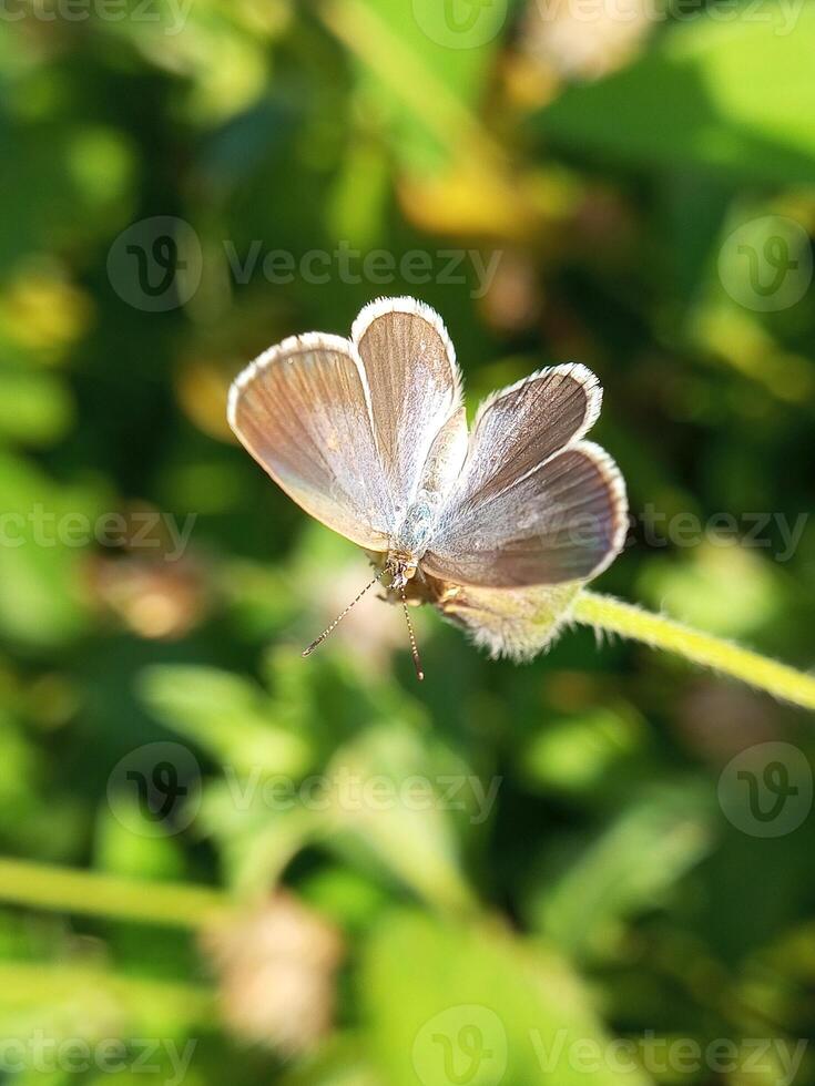 small butterflies perched on flowers photo
