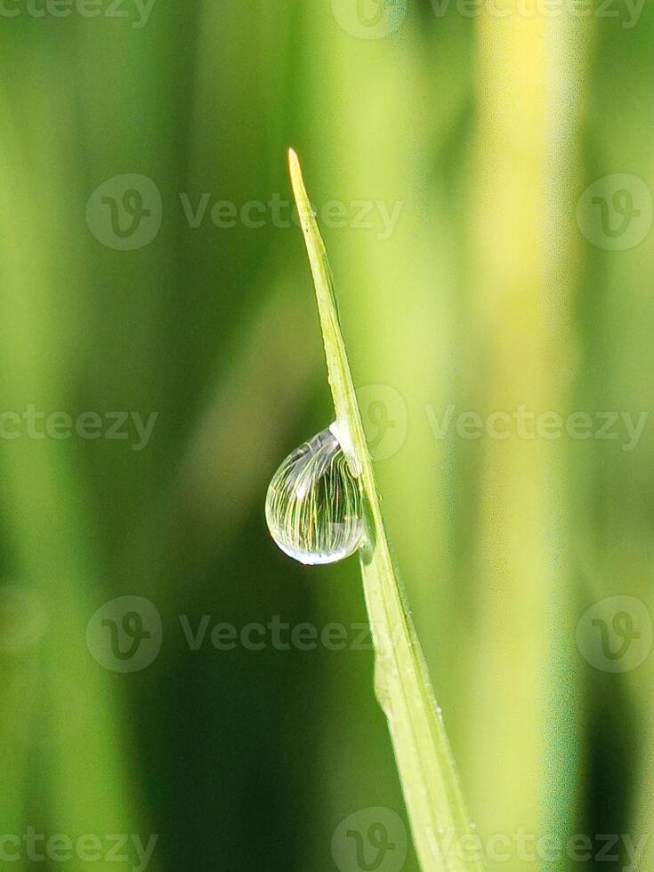 dew sticks to the leaves photo