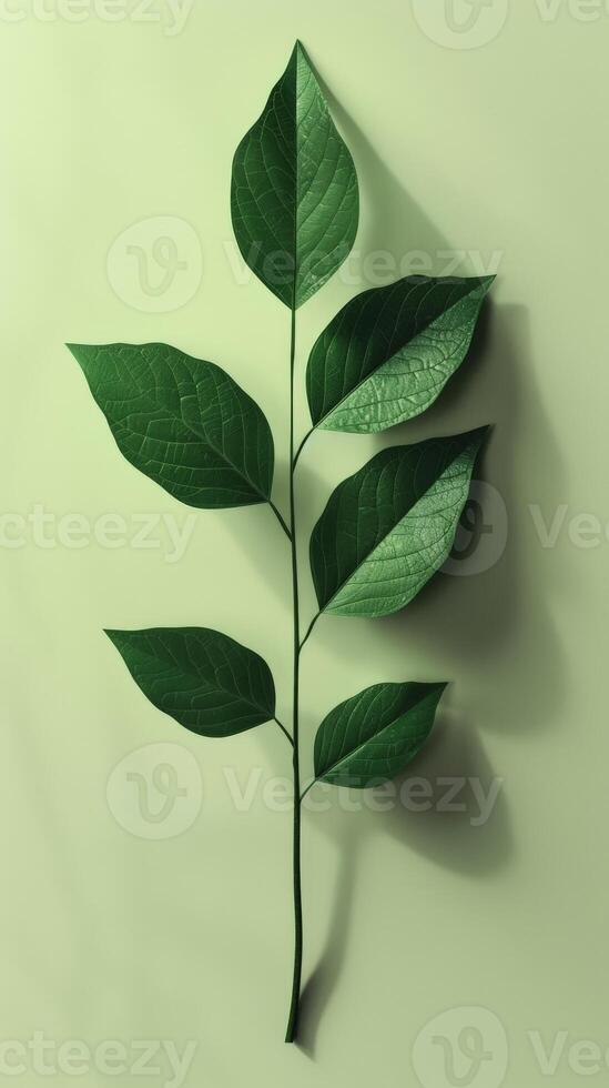 A Single Green Leaf on a White Background photo