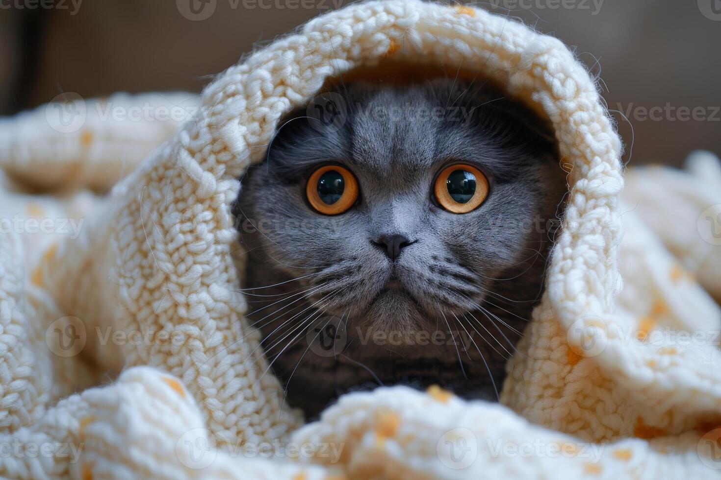 Gray Cat Hiding Under a Blanket photo