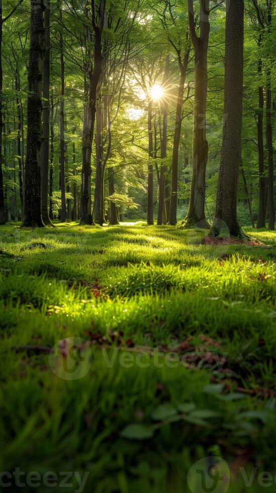 Sunlight filtering through trees in forest photo