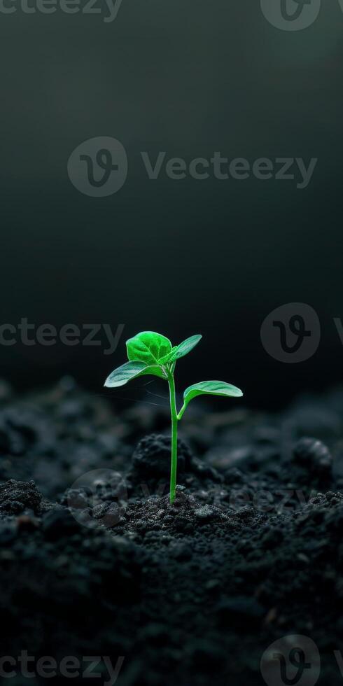 Small green plant sprouting from ground photo