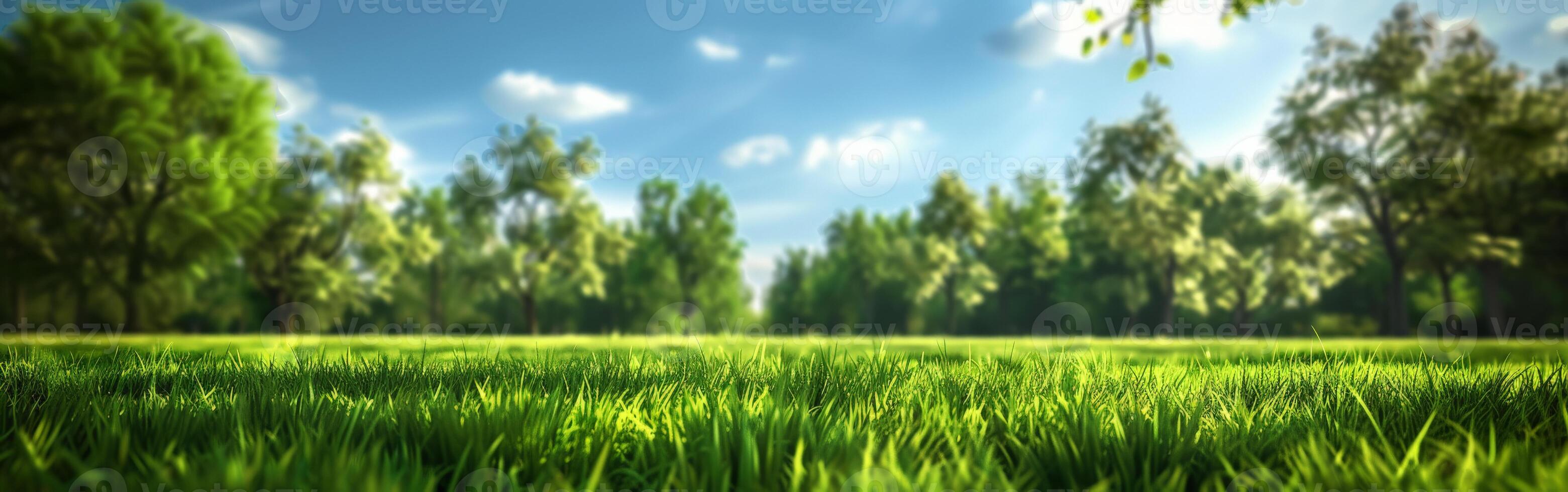 Grassy field with trees in the background photo