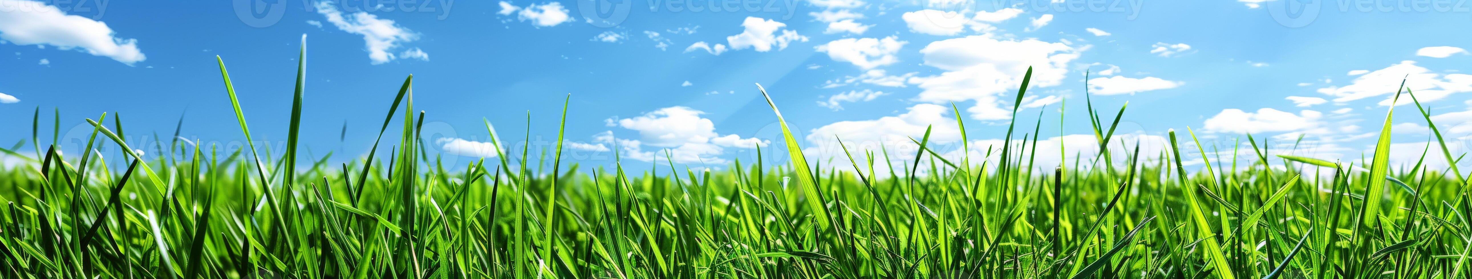 Grassy Field With Blue Sky and Clouds photo