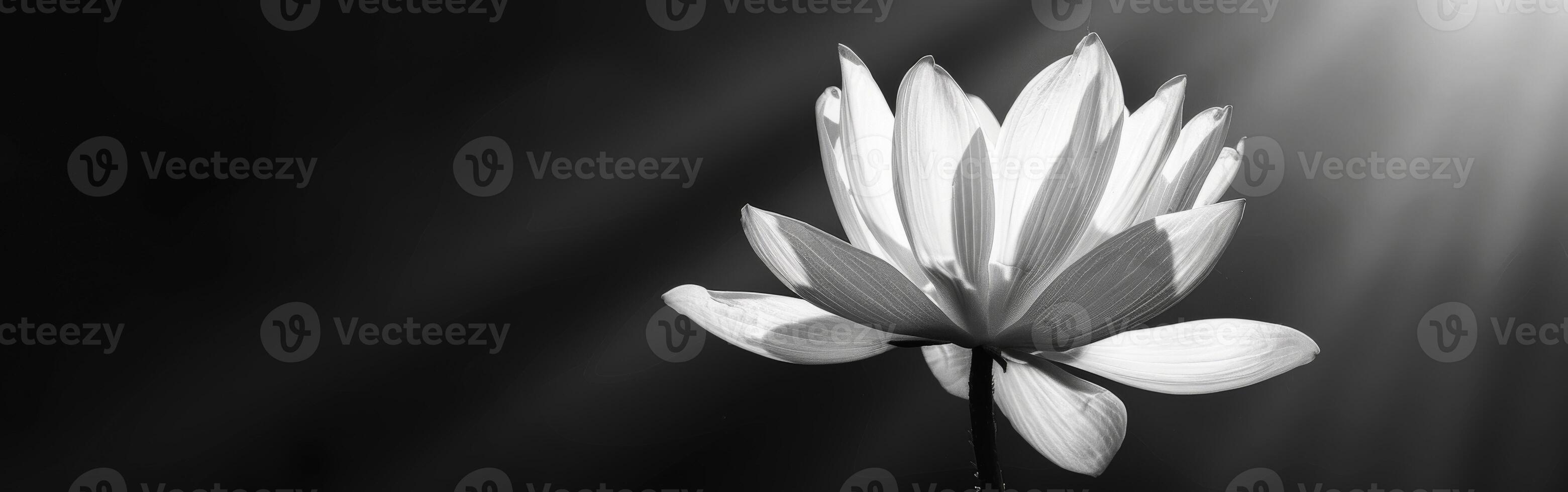 Monochrome Flower in Bloom photo