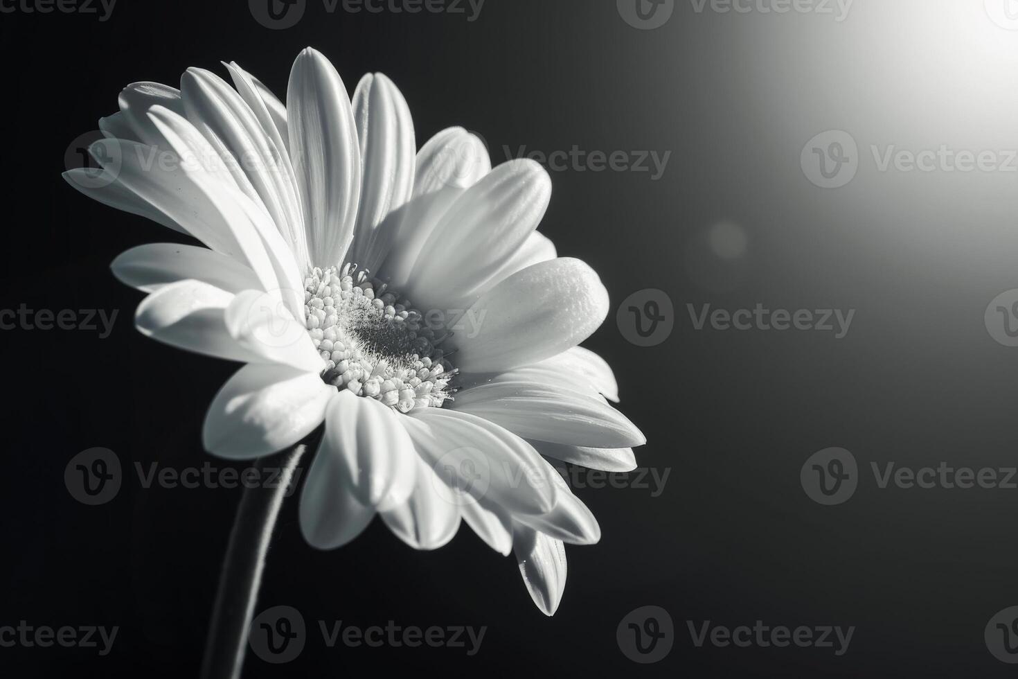 Monochrome Flower Close-Up photo