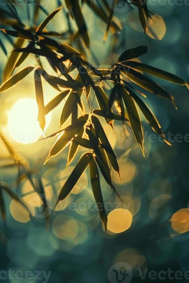 Sun Shining Through Tree Leaves photo