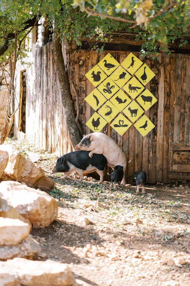 White dwarf pig jumps onto a black one while standing next to piglets near a wooden fence with signs photo