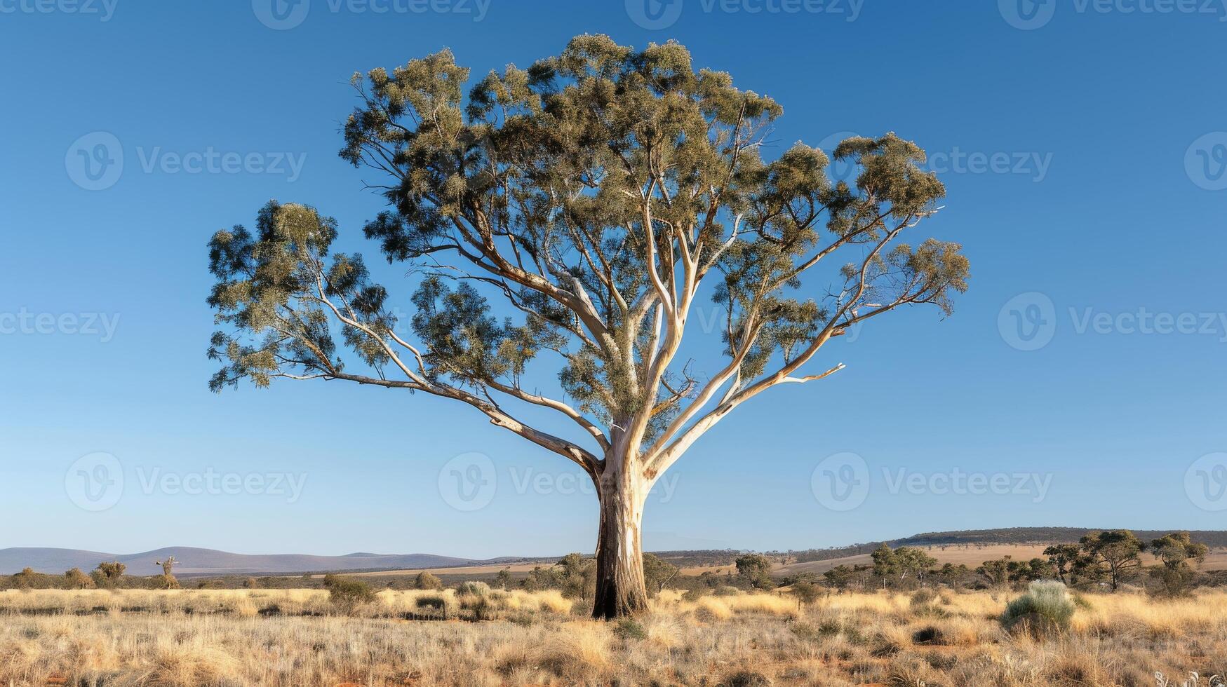 Majestic Eucalyptus Tree in Arid Landscape Under Clear Blue Sky, Ideal for NatureThemed Prints, Posters, and Cards photo