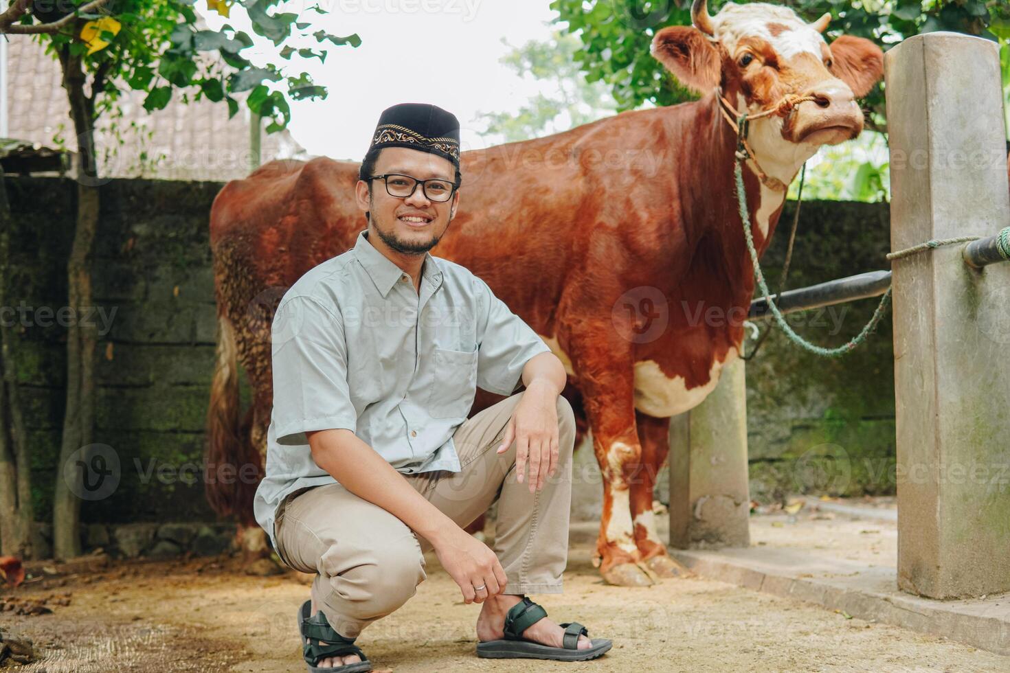 Handsome Asian Muslim man doing kneeling down pose with livestock cows for sacrifices behind. Eid Al Adha concept. photo