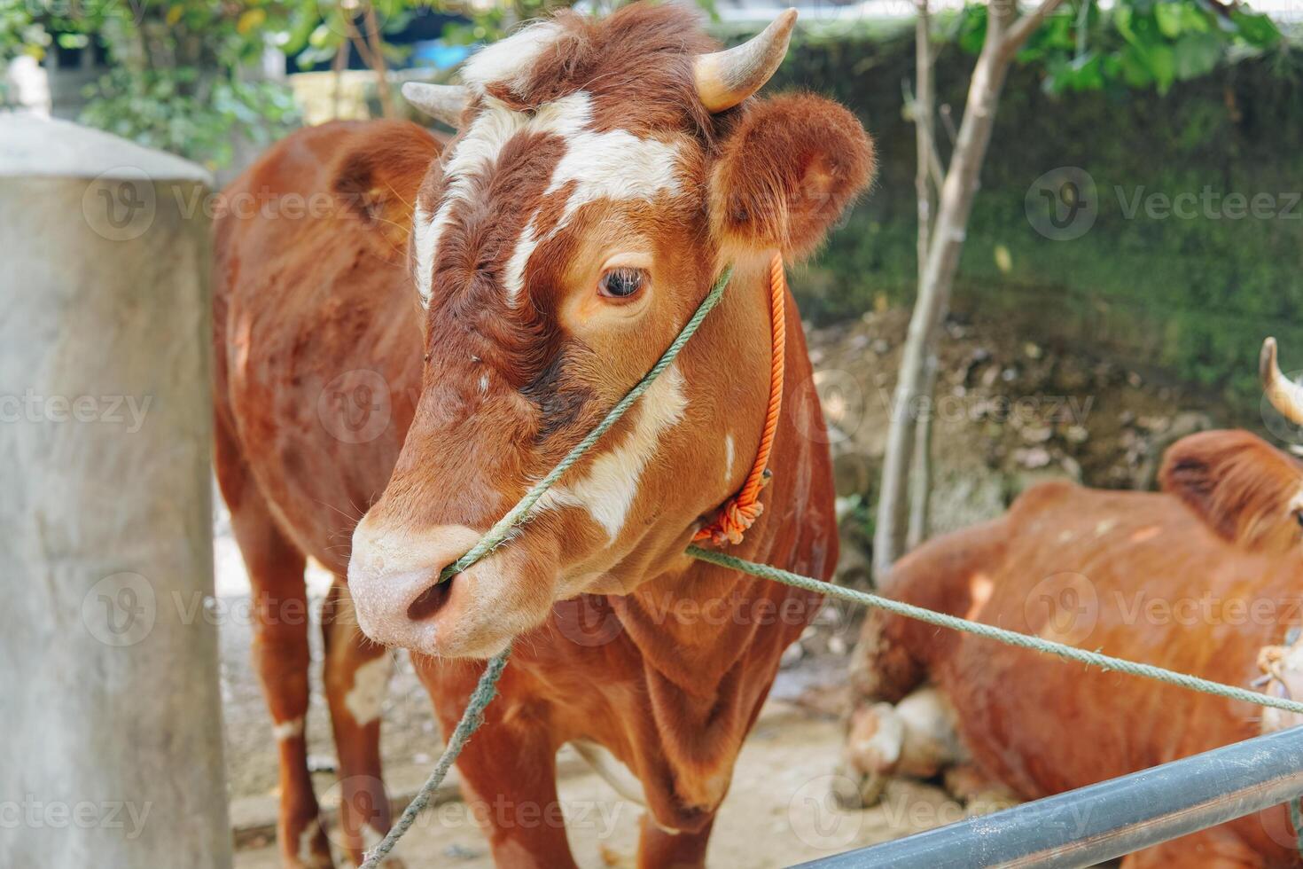 Close-up shot of a Brown and White cow for sacrifices, taken with blurred natural background. Eid Al Adha concept. photo