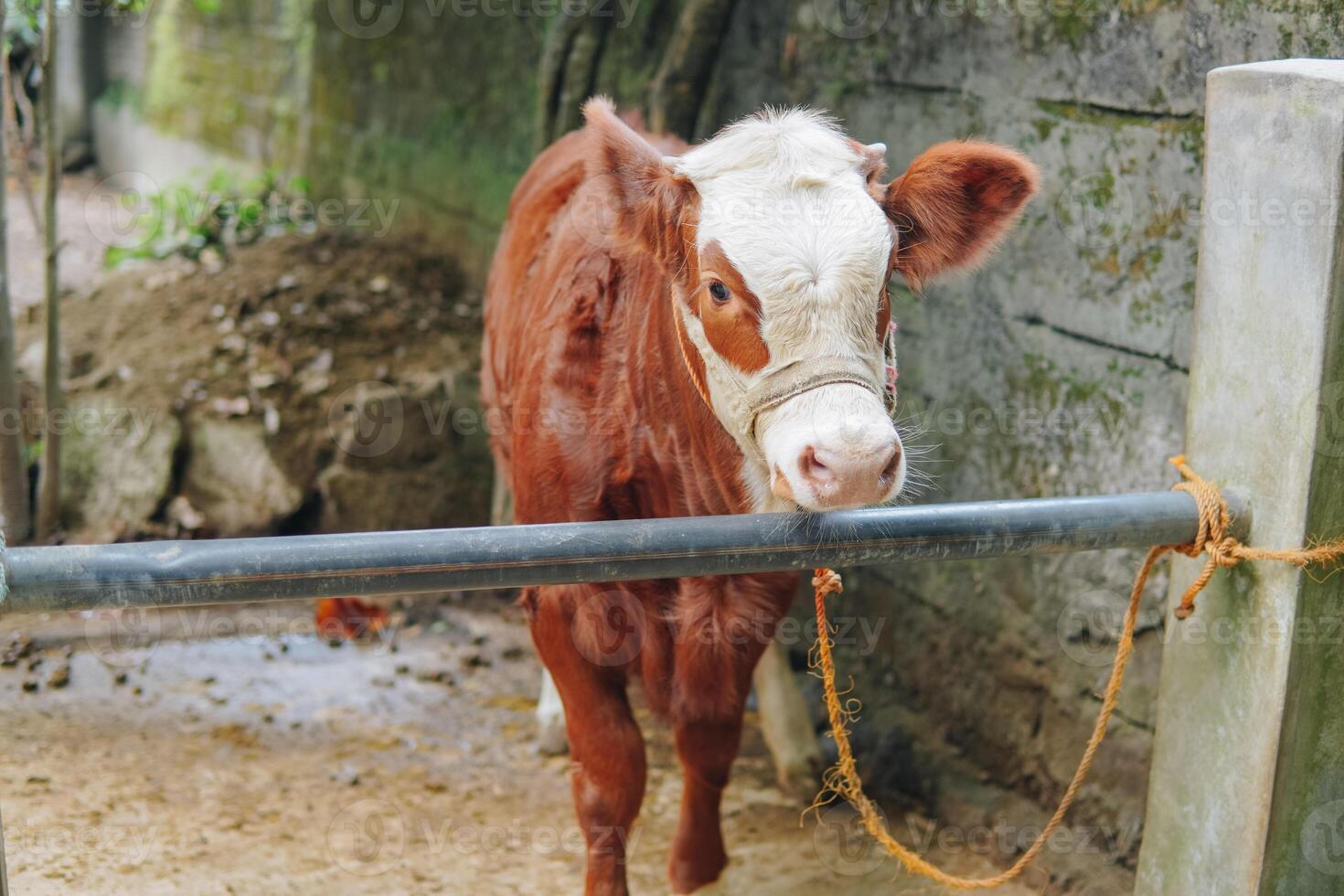 A cattle Brown and White cow tied to a post in a ranch field with natural background. Eid Al Adha concept. photo
