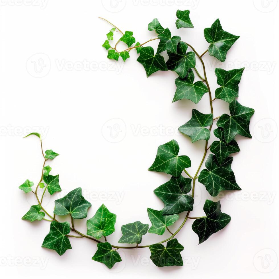 Trail of ivy leaves isolated on white background. photo
