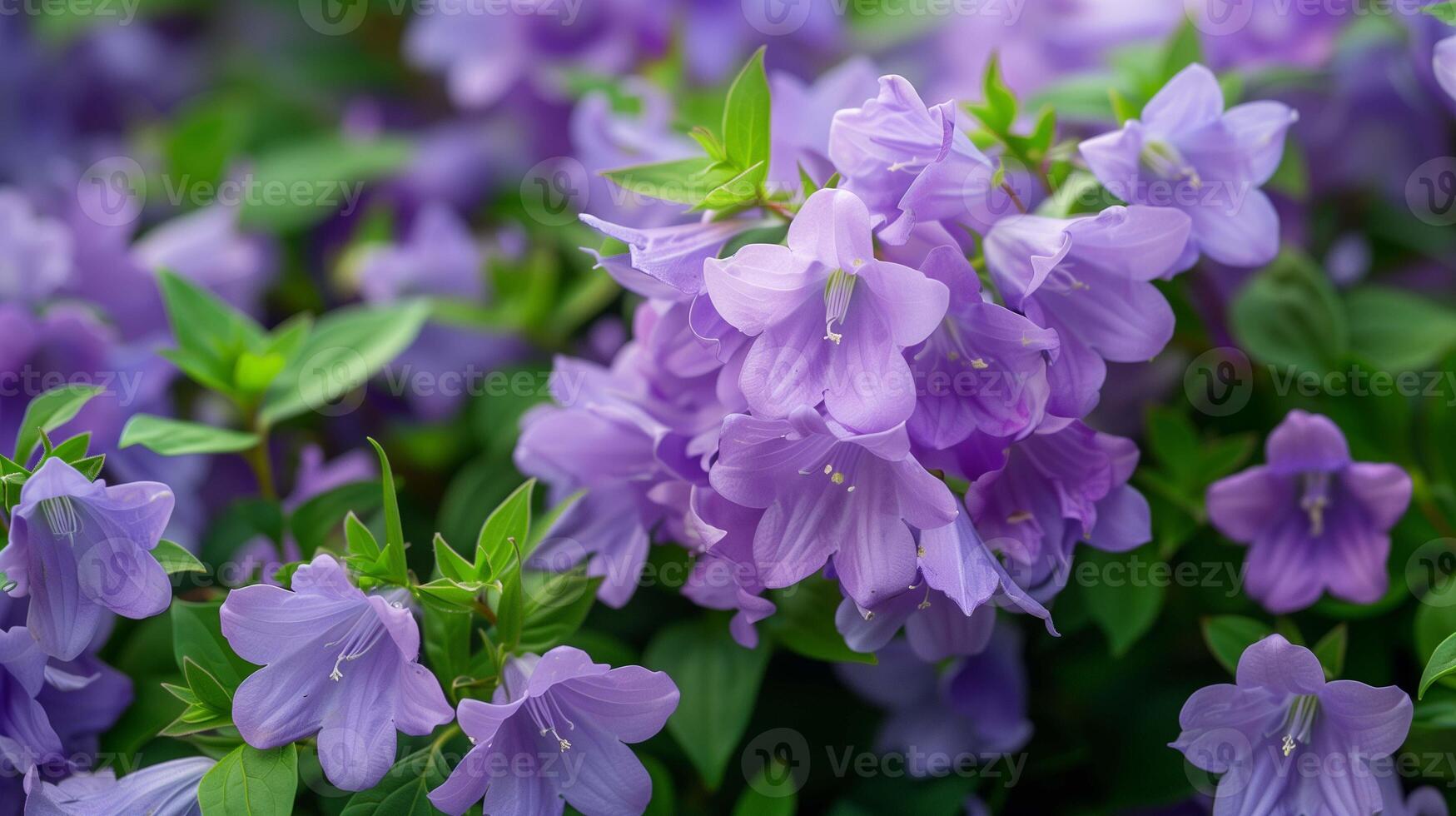 Purple bellflowers bunches in summer garden closeup image. Gentle harebells flowers growing in wild nature close up photography. Plants for landscaping concept photo realistic