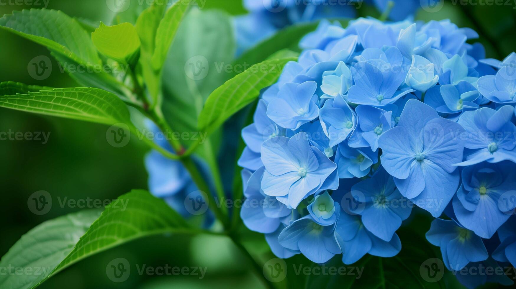 Blooming blue hortensia bush image copy space. Gentle hydrangea flowers in garden banner background blurred. Cultivated plant fragile blossom concept photography copyspace photo
